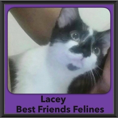 2015 - Adopted - Lacey