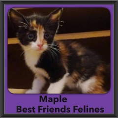 2015 - Adopted - Maple