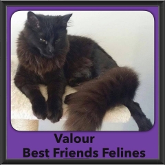 2015 - Adopted - Valour