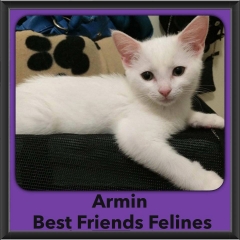 2016-Adopted-Armin