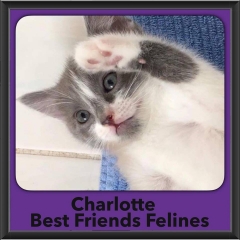 2016-Adopted-Charlotte