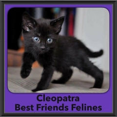 2016-Adopted-Cleopatra