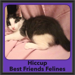 2016-Adopted-Hiccup