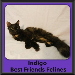 2016-Adopted-Indigo