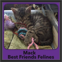 2016-Adopted-Mack