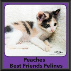 2016-Adopted-Peaches