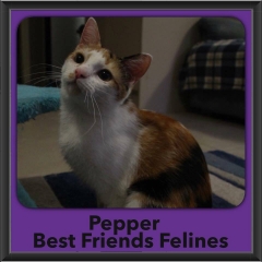 2016-Adopted-Pepper