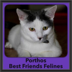 2016-Adopted-Porthos