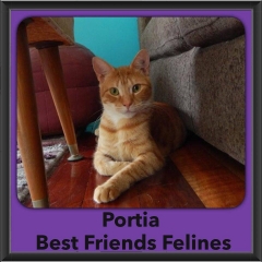2016-Adopted-Portia