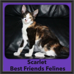 2016-Adopted-Scarlet