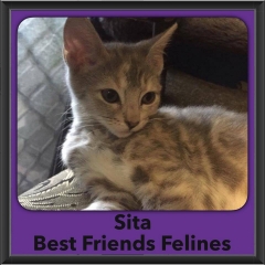 2016-Adopted-Sita