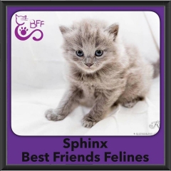 2016-Adopted-Sphinx