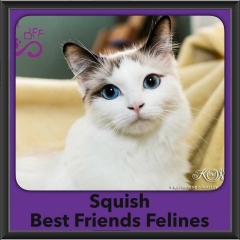 2016-Adopted-Squish