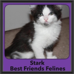 2016-Adopted-Stark
