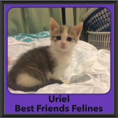 2016-Adopted-Uriel