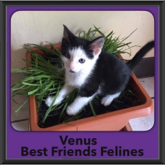 2016-Adopted-Venus