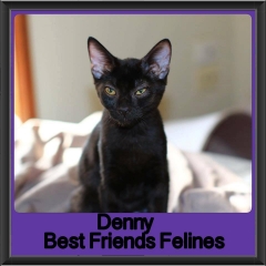 2017 - Adopted - Denny