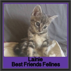 2017 - Adopted - Lainie