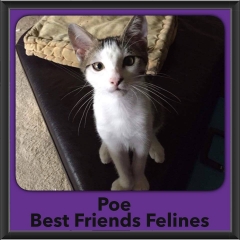 2017 - Adopted - Poe