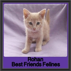 2017 - Adopted - Rohan
