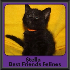 2017 - Adopted - Stella