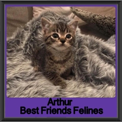 2018-Adopted-Arthur