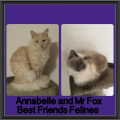 2018 - Annabelle and Mr Fox