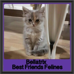 2018 - Bellatrix