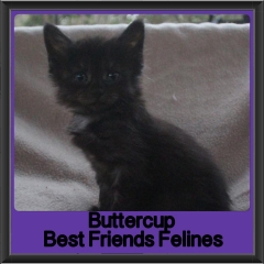 2018 - Buttercup
