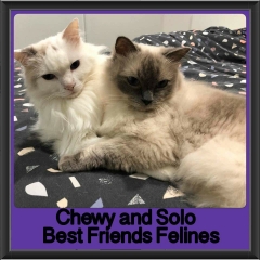 2018 - Chewy and Solo