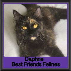 2018 - Daphne