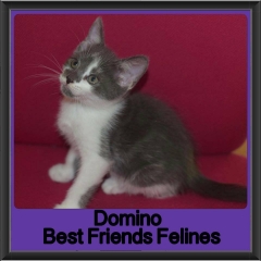 2018 - Domino