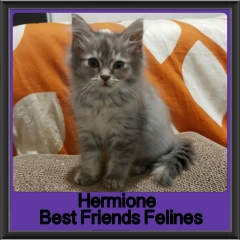 2018 - Hermione