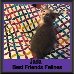 2018 - Jada