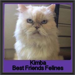 2018 - Kimba