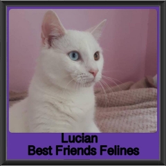 2018 - Lucian