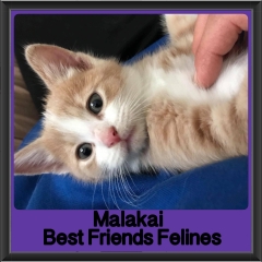 2018 - Malakai