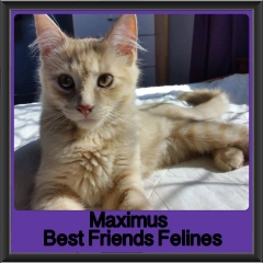 2018 - Maximus