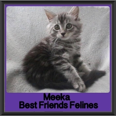 2018 - Meeka