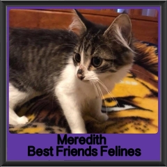 2018 - Meredith