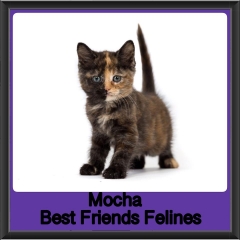 2018 - Mocha