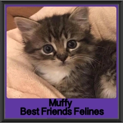 2018 - Muffy