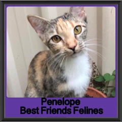 2018 - Penelope