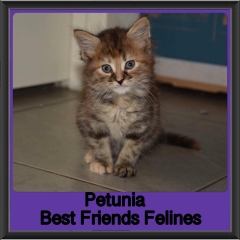 2018 - Petunia