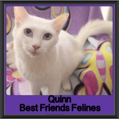 2018 - Quinn