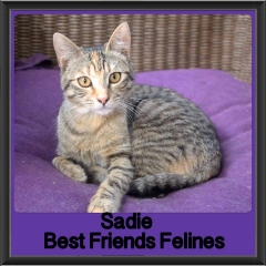 2018 - Sadie