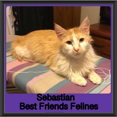 2018 - Sebastian