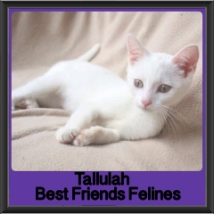 2018 - Tallulah