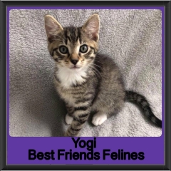 2018 - Yogi