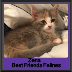 2018 - Zena